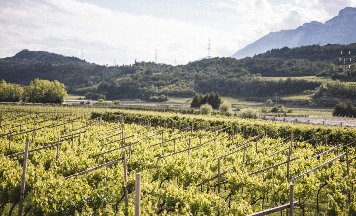 Nosiola Weinberge | © Archivio Garda Trentino (ph. Watchsome), Garda Trentino 