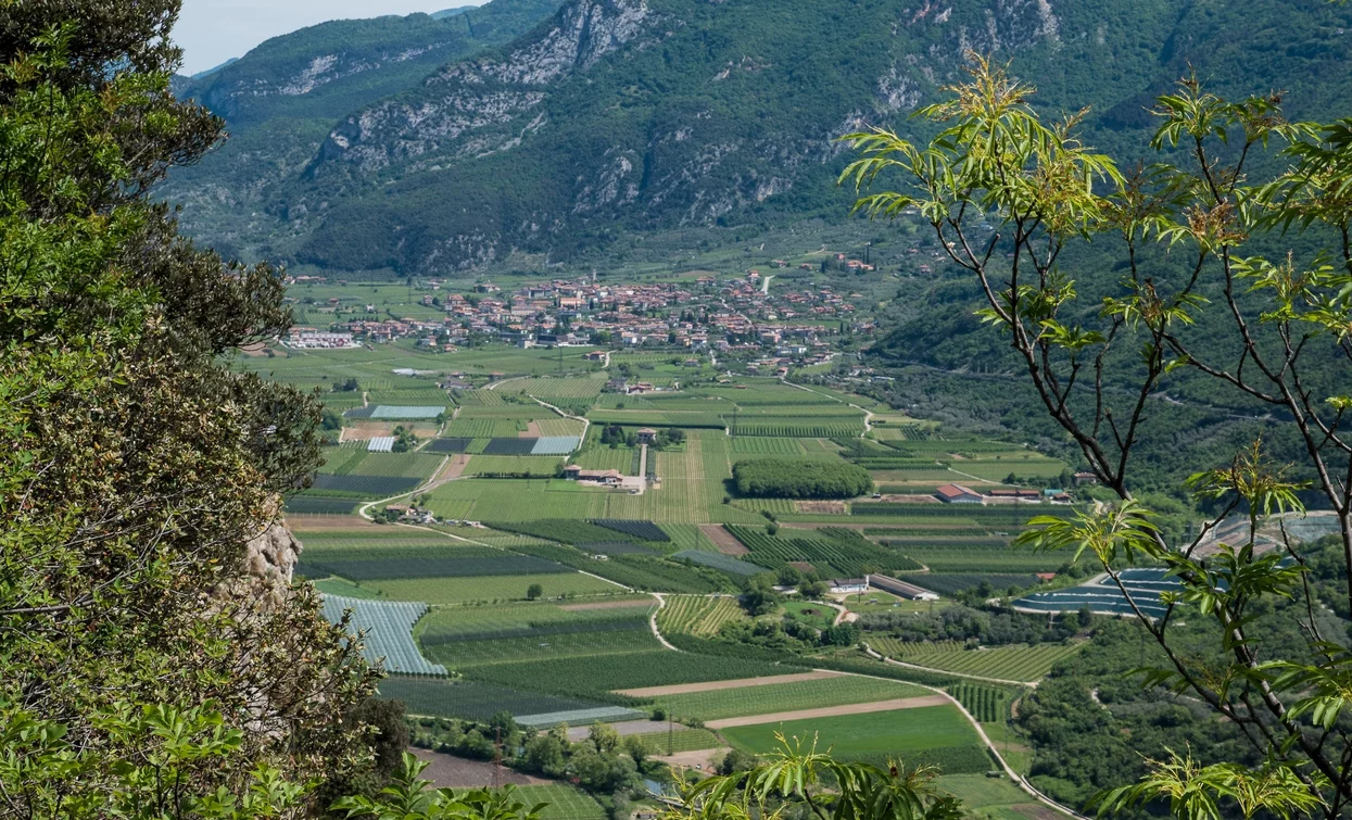 Felder rund um Arco | © Archivio Garda Trentino (ph. Roberto Vuilleumier) , Garda Trentino 
